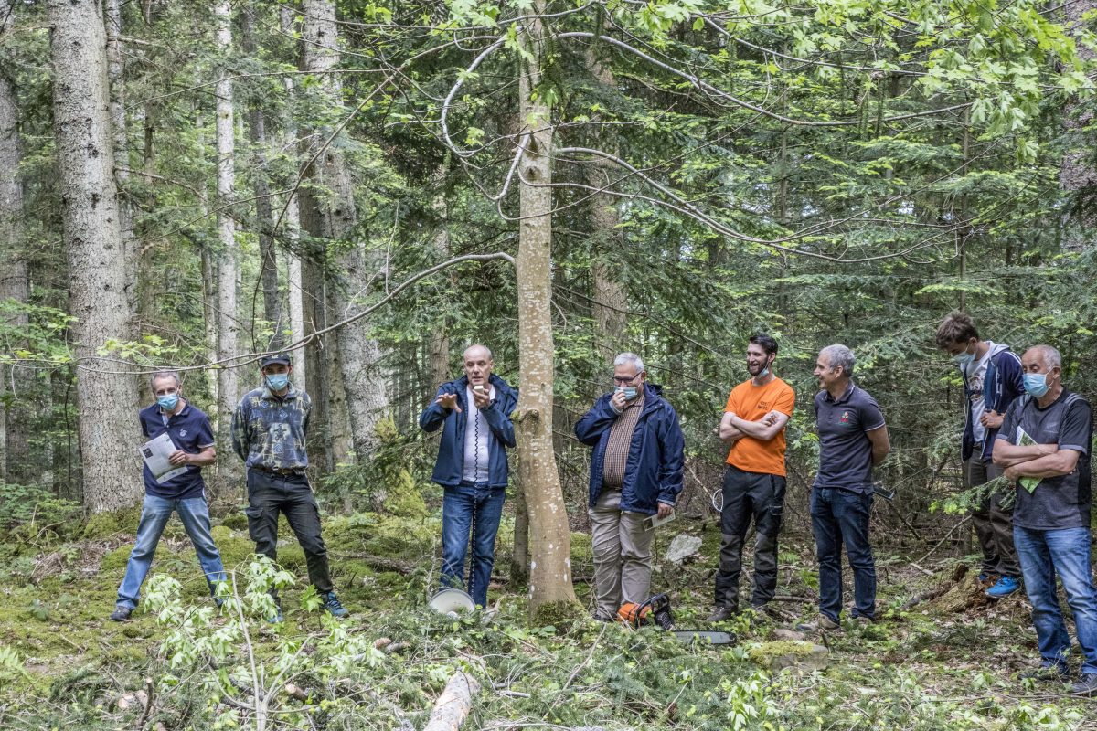 Une réunion de terrain sur la régénération naturelle en futaie régulière