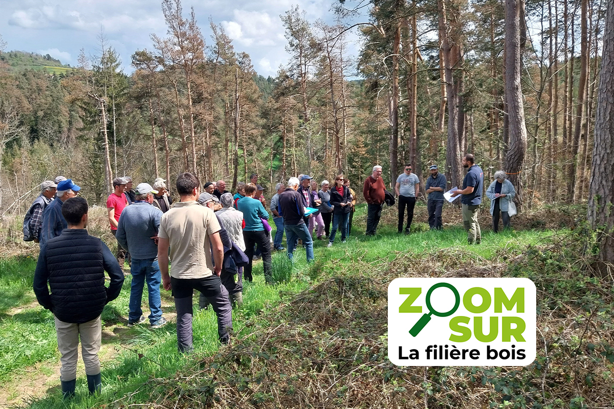 Zoom sur la filière bois #6 : Mobilisation urgente pour sauver des forêts dévastées par la grêle.